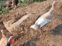 Turkeys — foto 1