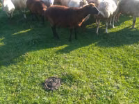 Sheep, Sheep — photo 3