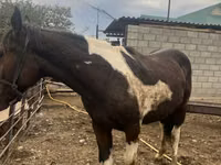 公马, Horses — 照片 2