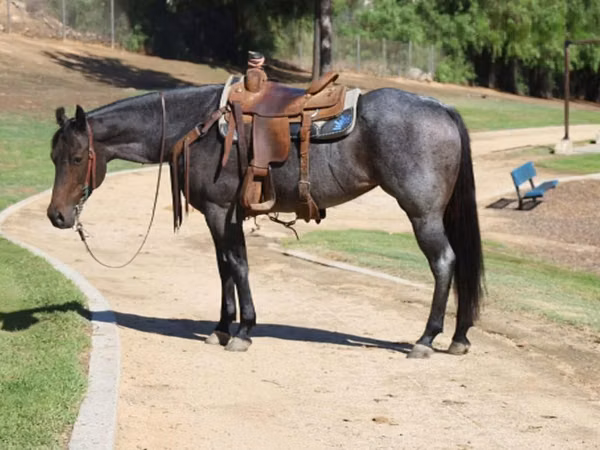 Mare, Quarter Horse