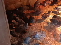 Australorp — foto 3