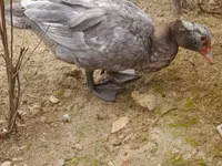 Ducks — foto 2