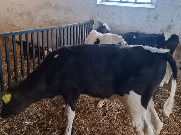 Toro, Ganado vacuno