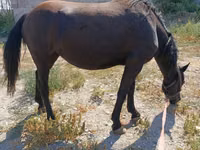 母马, Skyros Pony — 照片 3