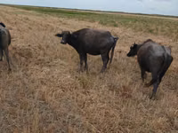 Cow, African Buffalo — photo 2