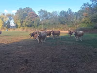 Vaca, Partenaise cattle — foto 5