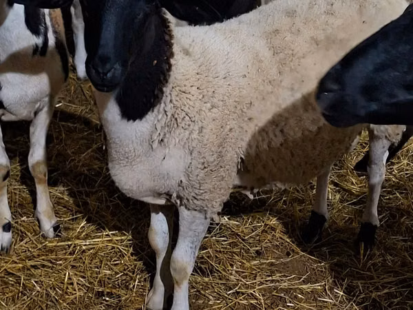 Ram, Dorper sheep