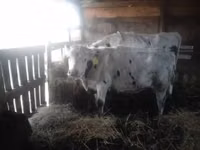 Kuh, Holstein-Rasse — Foto 2