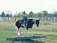 Horse (M), Quarter Horse — photo 6