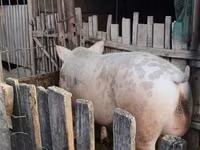 Boar, Pigs — photo 2