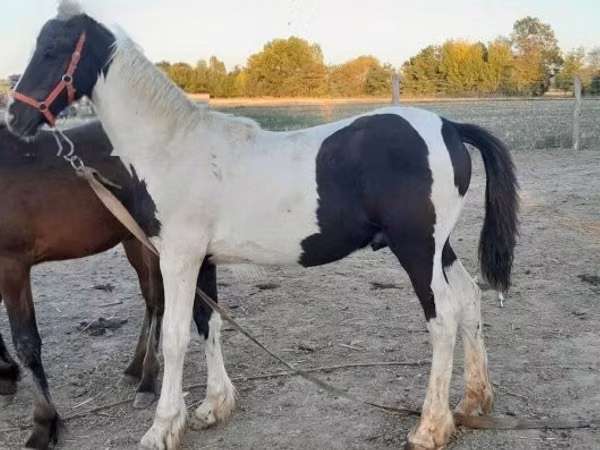 Hengst, Friesian