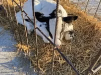 Bulle, Holstein-Rasse — Foto 3