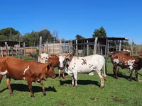 母牛, Nguni cattle — 照片 2