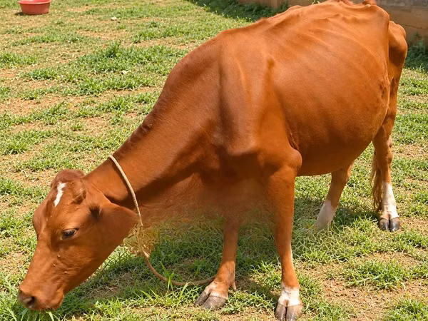 Cow, Ayrshire