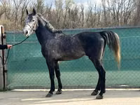 Horses (batch, sex not specified), Lipizzaner — photo 6