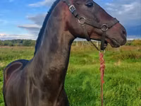 Caballo, Akhal-Teke — foto 4
