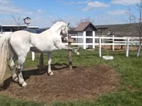 Caballo, Orlov Trotter — foto 3