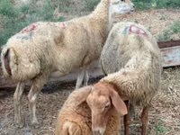 Sheep, Apsheron sheep — photo 4