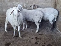 母羊, Merino sheep — 照片 4