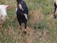 Cabra, Cabras — foto 4
