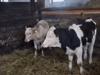 Cow, Cattle — photo 4