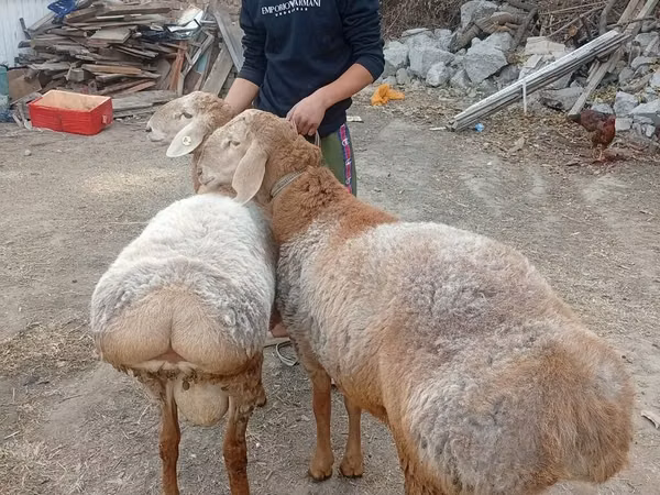 Ram, Arashan sheep