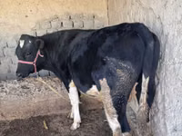 Cow, Holstein breed — photo 5