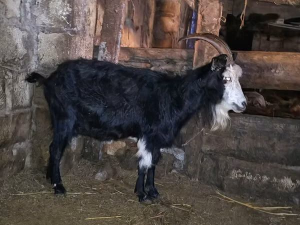 Goat, Kamori goats