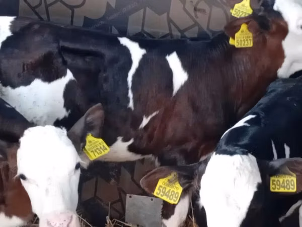 Bulle, Simmental cattle