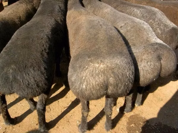 Widder, Kazakh fat-tailed coarsewool sheep