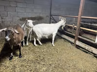 Goat, Kamori goats — photo 5