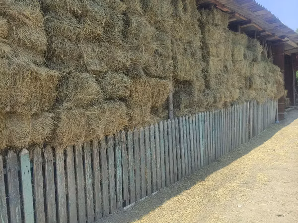 Продам сено и кормовую сфеклу