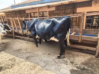 Cow, Holstein breed — photo 2