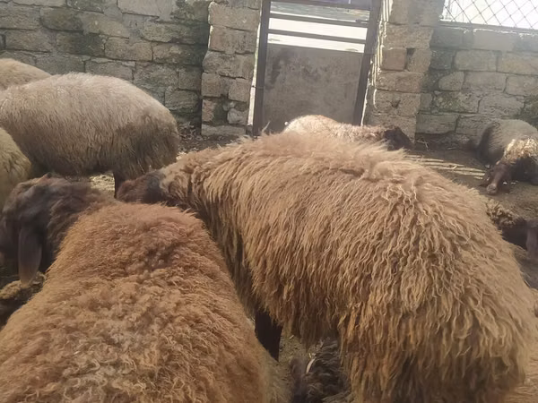 मेढ़ा, भेड़