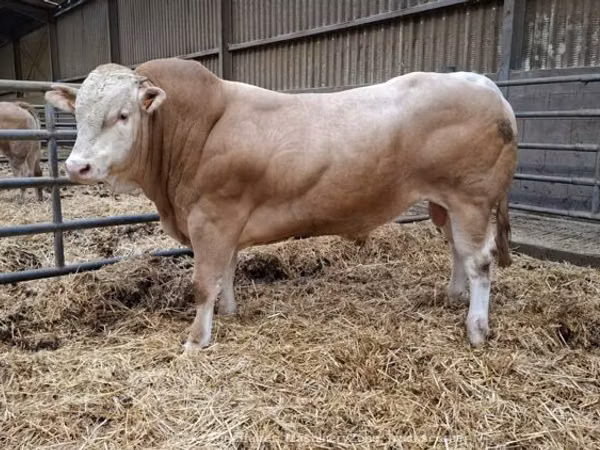 Bull, Blonde d’Aquitane cattle