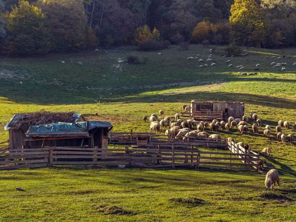Sheep, Sheep