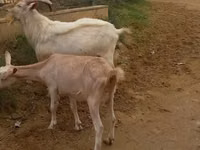 Cabras (lote, sexo no especificado), Cabras — foto 5