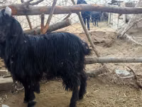 Goat, Dagestan coarsewool goat — photo 3