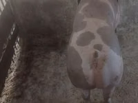 母猪, Pigs — 照片 1