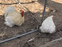 Pekin Bantam — photo 2