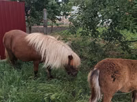 Mare, Australian Pony — photo 5