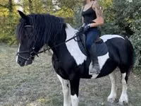 Stute, Gypsy horse — Foto 2