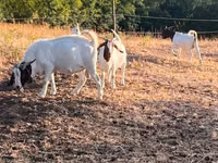 बकरी, Boer goat — फ़ोटो 7