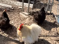Bantam Pekín — foto 1