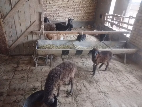 أغنام (دفعة، الجنس غير محدد), الأغنام