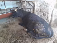 Cow, Cattle — photo 2