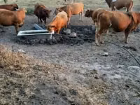 Cow, Simmental cattle — photo 1