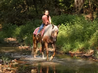 Hengst, Quarter Horse — Foto 2