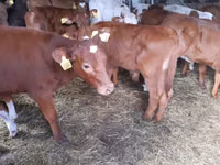 सांड, Simmental cattle — फ़ोटो 2