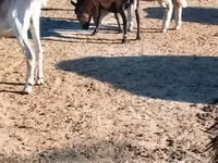 Goat, Goats — photo 2